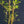 Graceful Bamboo- Bambusa Textilis Gracilis Clumping Hedge Bamboo