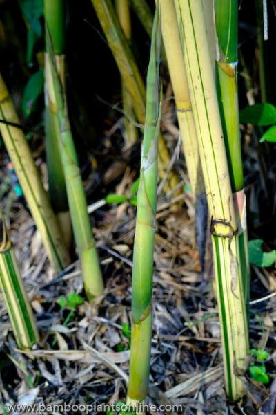 Alphonse Karr Yellow Clumping Hedge Bamboo  Bambusa Multiplex 3 gallon size