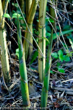 2 For 1 Sale: "Alphonse Karr" Clumping Hedge Bamboo Bambusa Multiplex. Buy One Get One FREE