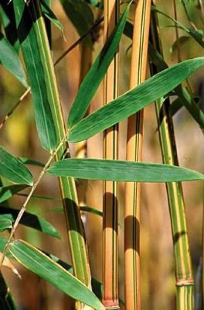 Alphonse Karr Yellow Clumping Hedge Bamboo  Bambusa Multiplex 3 gallon size