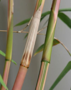 2 For 1 Sale: "Alphonse Karr" Clumping Hedge Bamboo Bambusa Multiplex. Buy One Get One FREE
