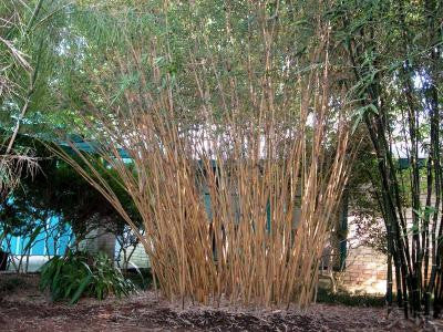 Alphonse Karr Yellow Clumping Hedge Bamboo  Bambusa Multiplex 3 gallon size