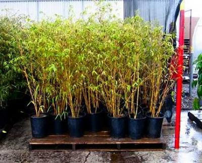 Alphonse Karr Yellow Clumping Hedge Bamboo  Bambusa Multiplex 3 gallon size