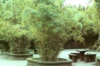 Alphonse Karr Yellow Clumping Hedge Bamboo  Bambusa Multiplex 3 gallon size