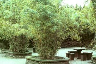 2 For 1 Sale: "Alphonse Karr" Clumping Hedge Bamboo Bambusa Multiplex. Buy One Get One FREE