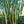 Angel Mist Blue Ghost Bamboo Dendrocalamus Minor Amoenus