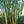 Load image into Gallery viewer, Angel Mist Blue Ghost Bamboo Dendrocalamus Minor Amoenus
