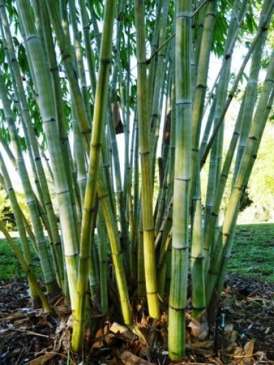 Angel Mist Blue Ghost Bamboo Dendrocalamus Minor Amoenus