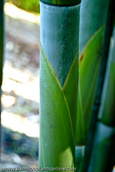 Angel Mist Blue Ghost Bamboo Dendrocalamus Minor Amoenus