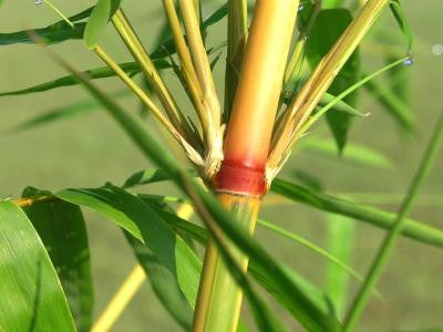 Asian Lemon Medium Sized Yellow Clumping Bamboo