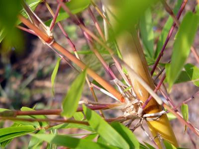 Asian Lemon Medium Sized Yellow Clumping Bamboo