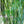 Load image into Gallery viewer, Emerald Bamboo- Bambusa Textilis Mutabulis Clumping Hedge Bamboo
