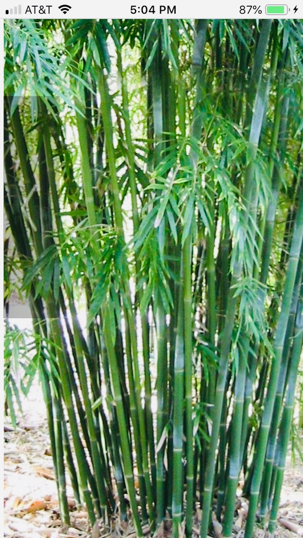 Emerald Bamboo- Bambusa Textilis Mutabulis Clumping Hedge Bamboo