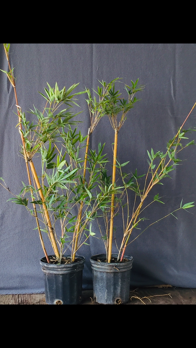 2 For 1 Sale: "Alphonse Karr" Clumping Hedge Bamboo Bambusa Multiplex. Buy One Get One FREE