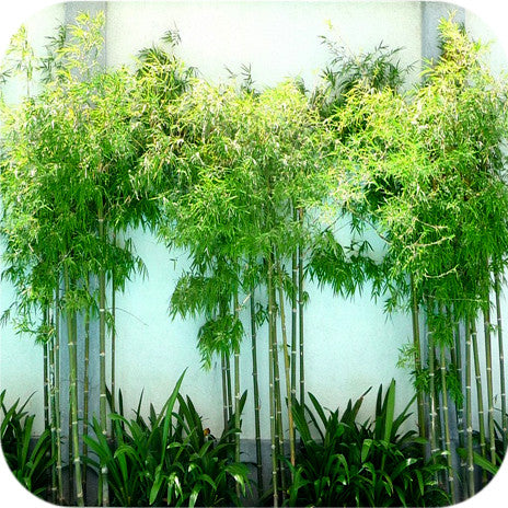 Seabreeze Bamboo | Bambusa Malingensis