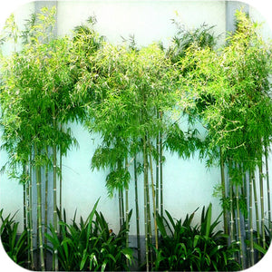 Seabreeze Bamboo | Bambusa Malingensis