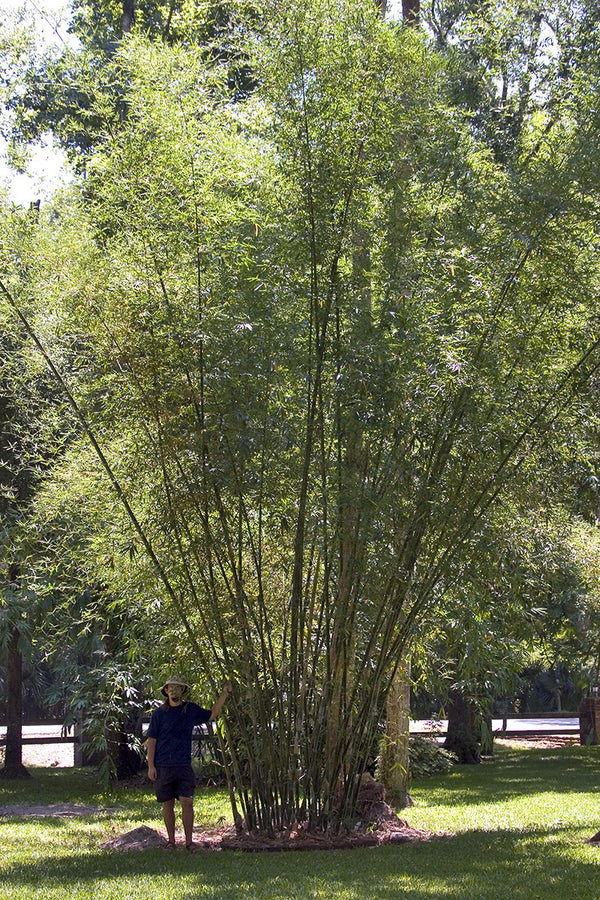 Seabreeze Bamboo | Bambusa Malingensis