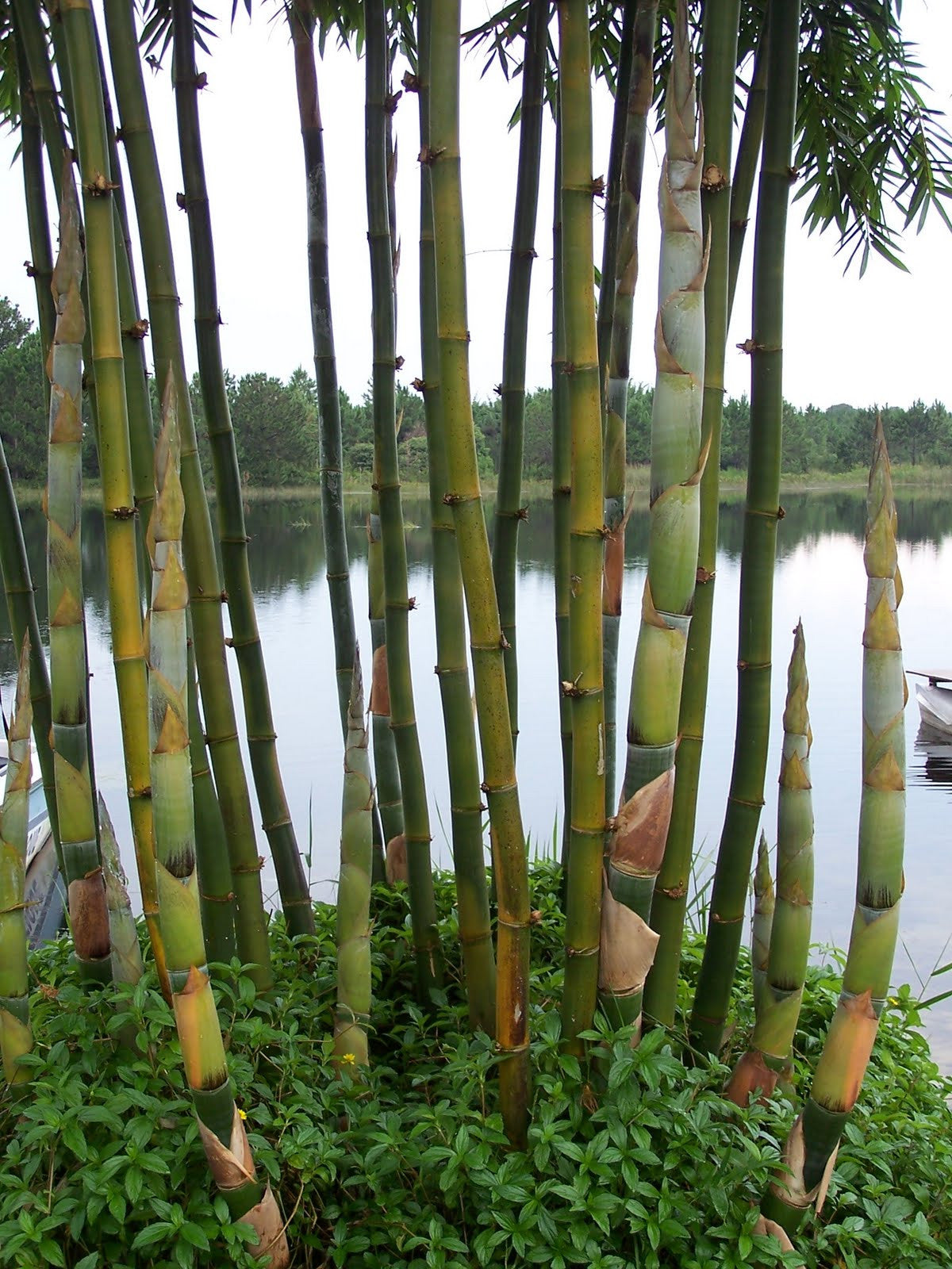 Giant Timber Bamboo, Bambusa oldhamii, Monrovia Plant