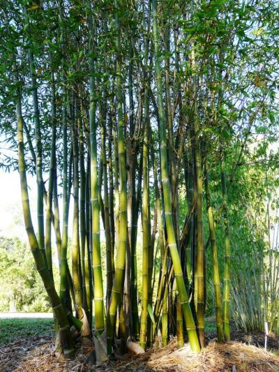 Giant Timber Bamboo | Bambusa Oldhamii