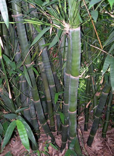 Giant Timber Bamboo, Bambusa oldhamii, Monrovia Plant