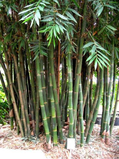Giant Timber Bamboo | Bambusa Oldhamii
