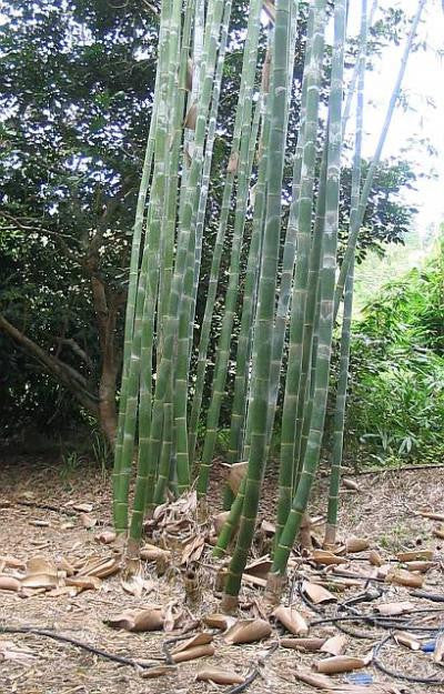 Giant Timber Bamboo | Bambusa Oldhamii