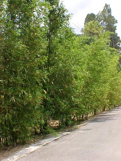 Giant Timber Bamboo | Bambusa Oldhamii