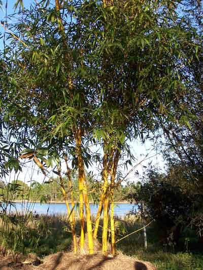 Golden Hawaiian Bamboo | Bambusa Vulgaris Vittata