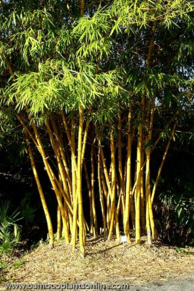 Golden Hawaiian Bamboo | Bambusa Vulgaris Vittata