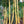 Golden Hawaiian Bamboo | Bambusa Vulgaris Vittata