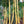 Load image into Gallery viewer, Golden Hawaiian Bamboo | Bambusa Vulgaris Vittata
