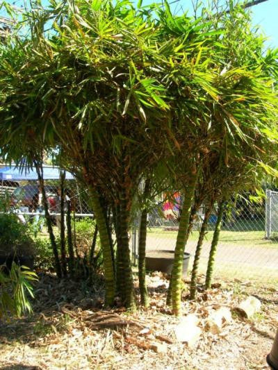 Dwarf Buddha Belly Bamboo- Bambusa Vulgaris Wamin