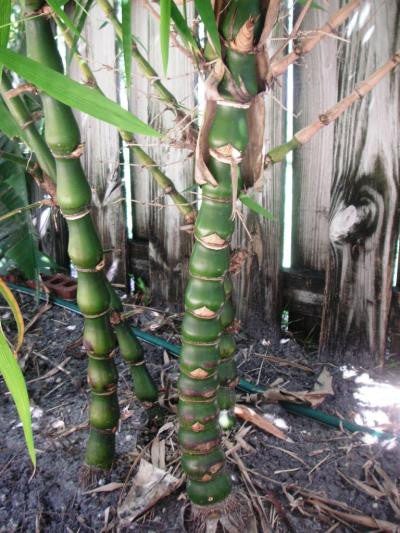 Dwarf Buddha Belly Bamboo- Bambusa Vulgaris Wamin