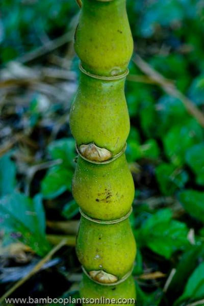 Dwarf Buddha Belly Bamboo- Bambusa Vulgaris Wamin