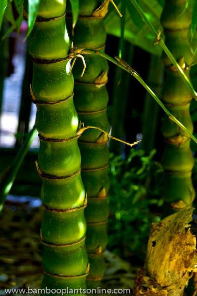 Dwarf Buddha Belly Bamboo- Bambusa Vulgaris Wamin