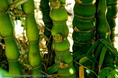 Dwarf Buddha Belly Bamboo- Bambusa Vulgaris Wamin