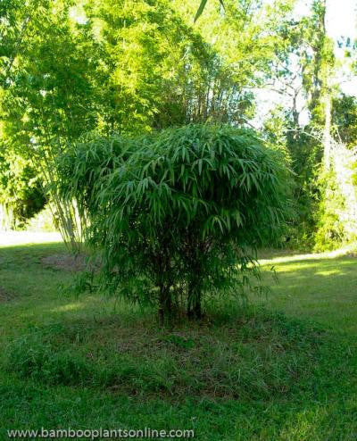 Dwarf Buddha Belly Bamboo- Bambusa Vulgaris Wamin