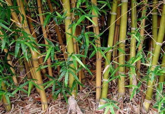Yellow Buddha Belly Bamboo | Bambusa Ventricosa Kimmei