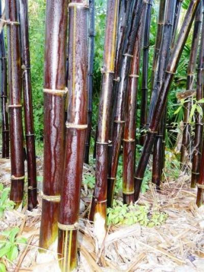 lucky bamboo black mountain Timor Black Clumping Bamboo- Bambusa Lako Black Bamboo