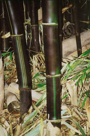 Timor Black Clumping Bamboo- Bambusa Lako Black Bamboo