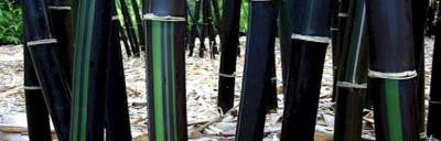Timor Black Clumping Bamboo- Bambusa Lako Black Bamboo