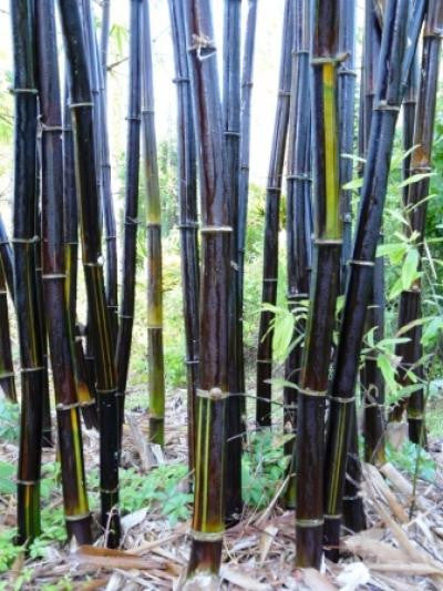 Timor Black Clumping Bamboo- Bambusa Lako Black Bamboo