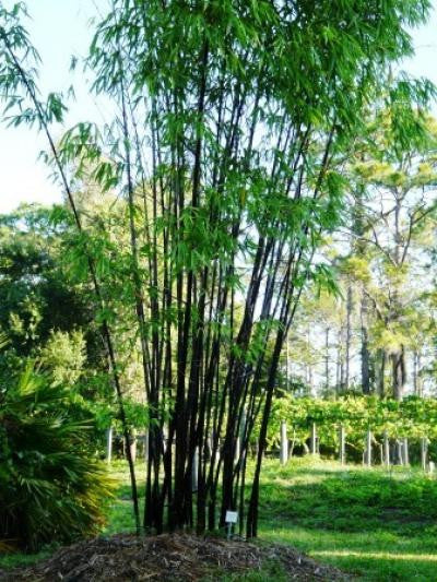 Timor Black Clumping Bamboo- Bambusa Lako Black Bamboo