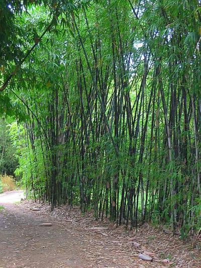 lucky bamboo black mountain Timor Black Clumping Bamboo- Bambusa Lako Black Bamboo
