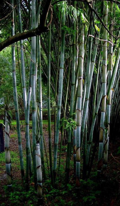 Tropical Blue Bamboo Chungii Clumping Blue Bamboo