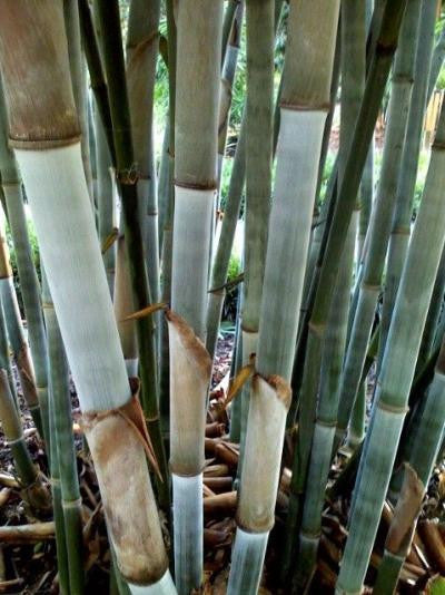 Tropical Blue Bamboo Chungii Clumping Blue Bamboo