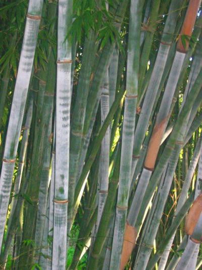 blue lucky bamboo Tropical Blue Bamboo
