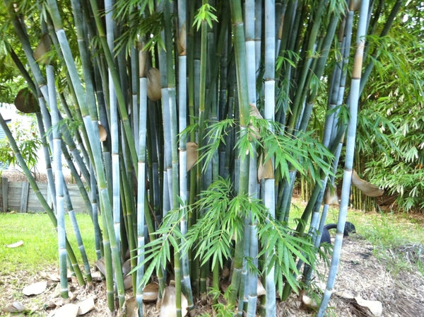 Tropical Blue Bamboo Chungii Clumping Blue Bamboo