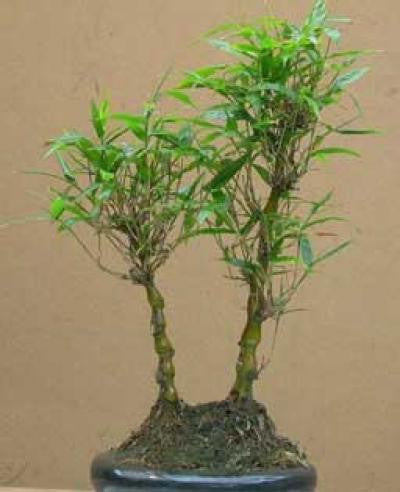 buddha belly bonsai tree Giant Buddha's Belly Bamboo- Bambusa Ventricosa Clumping Bamboo
