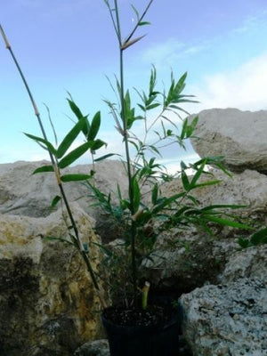 Giant Buddha's Belly Bamboo- Bambusa Ventricosa Clumping Bamboo